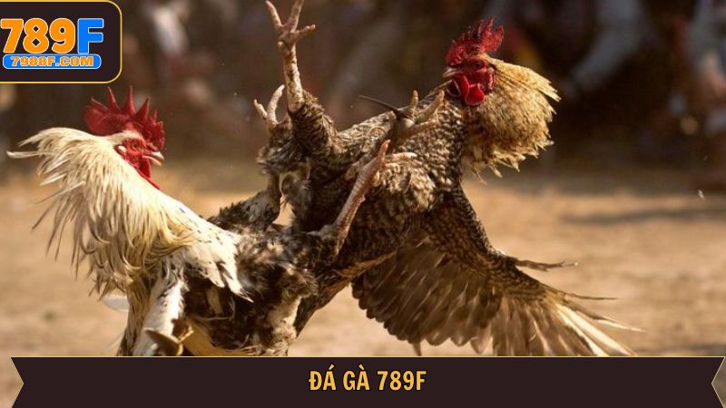 789f đá gà
