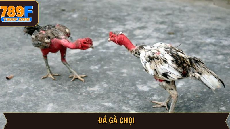 Đá Gà Chọi - Theo Dõi Chiến Kê Dũng Mãnh, Tung Đòn Nảy Lửa