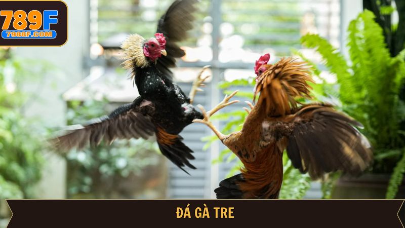 Đá Gà Tre - Bộ Môn Giải Trí Truyền Thống Đặc Sắc