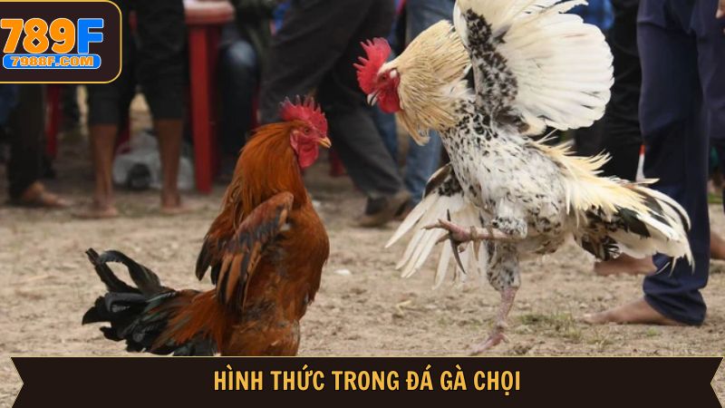 Hình thức đá gà chọi siêu đa dạng