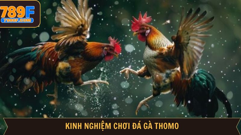 Kinh nghiệm chọn gà chọi chuẩn xác từ cao thủ