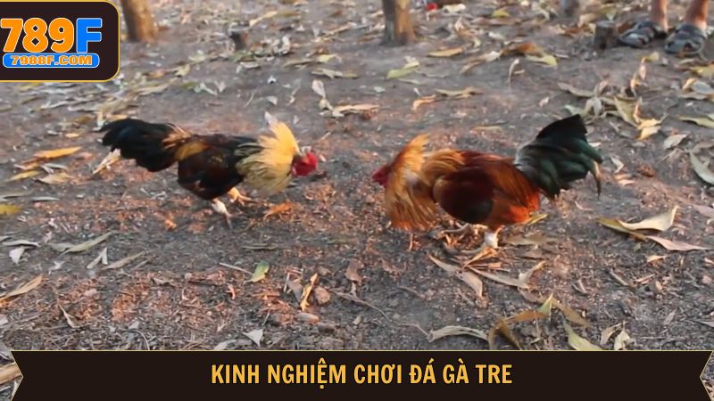 Tổng hợp kinh nghiệm chọn kèo đá gà tre thắng lớn