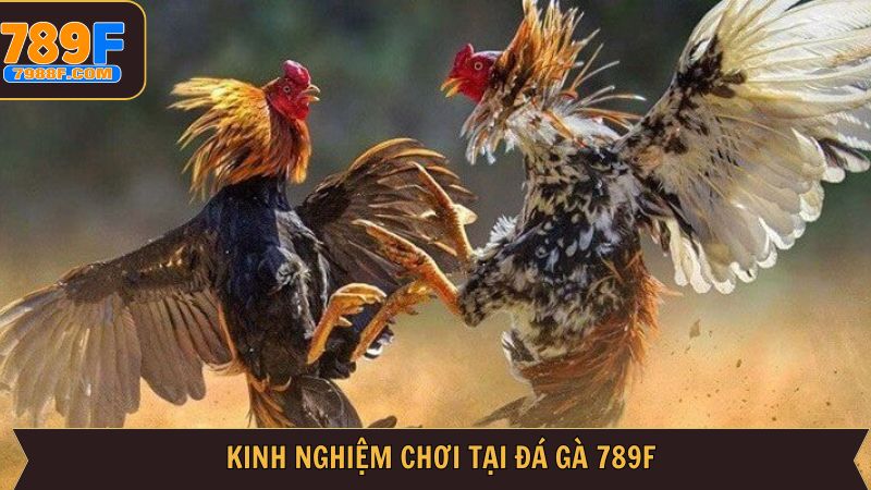 Chiến lược để chiến thắng ngoạn mục trong đá gà 789F