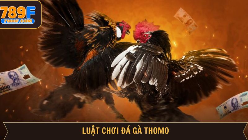 Quy tắc then chốt khi tham gia đá gà Thomo