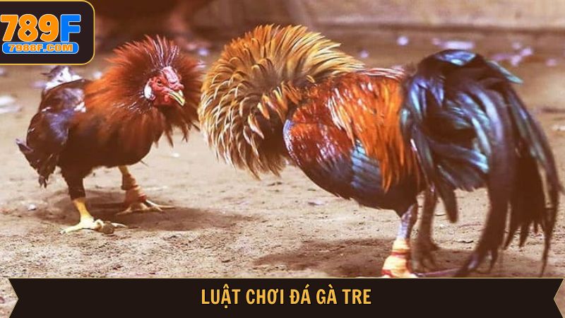 Quy luật cơ bản của bộ môn đá gà tre