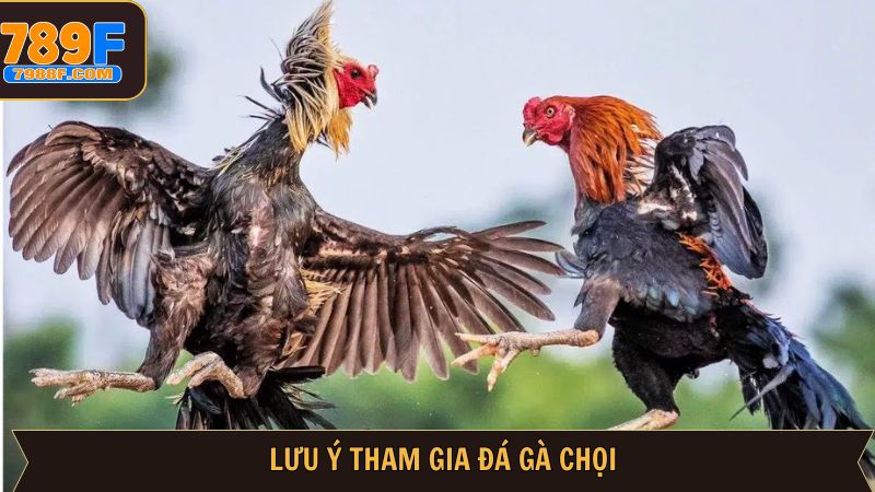 Lưu ý khi trải nghiệm dự đoán đá gà siêu kịch tính