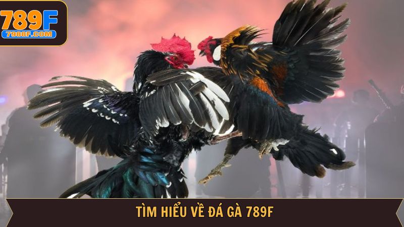 Giới thiệu tổng quan về sân chơi chọi gà 789F