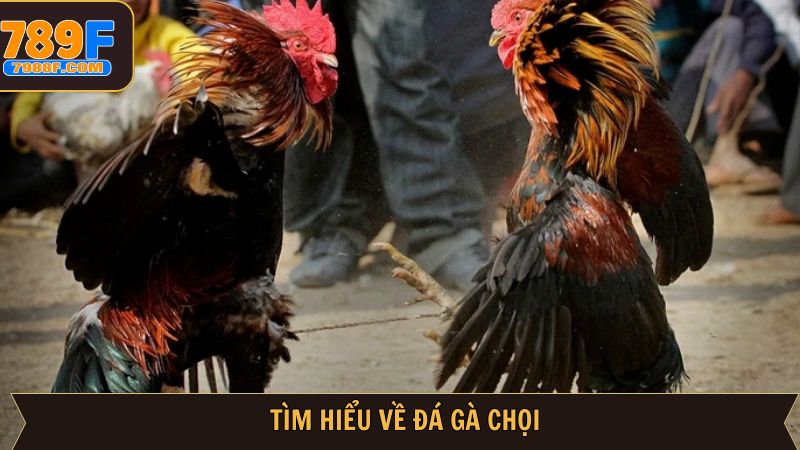 Nét chính về đá gà chọi siêu hấp dẫn