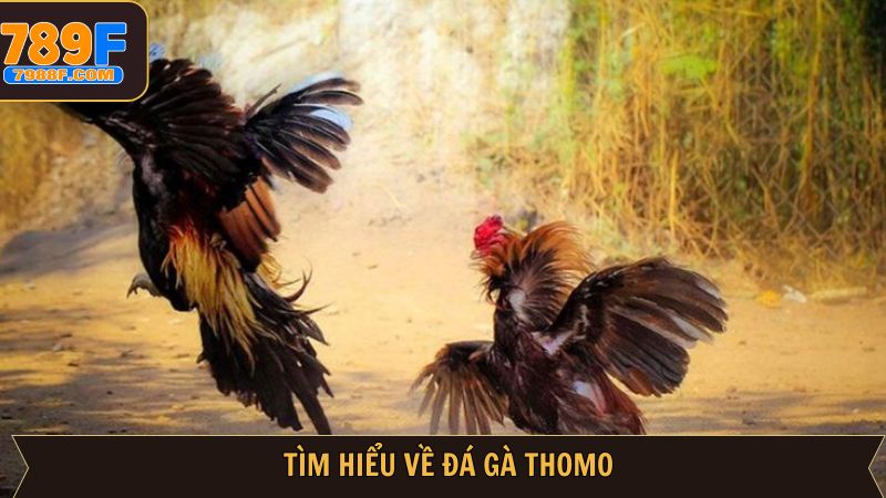 Vài nét về hình thức chọi kê Thomo