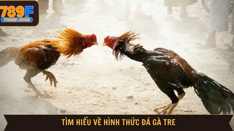 Đôi nét về bộ môn đá gà thú vị tại 789F