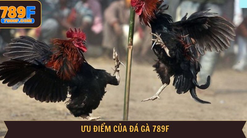 Ưu điểm đáng chú ý khi tham gia đá gà 789F